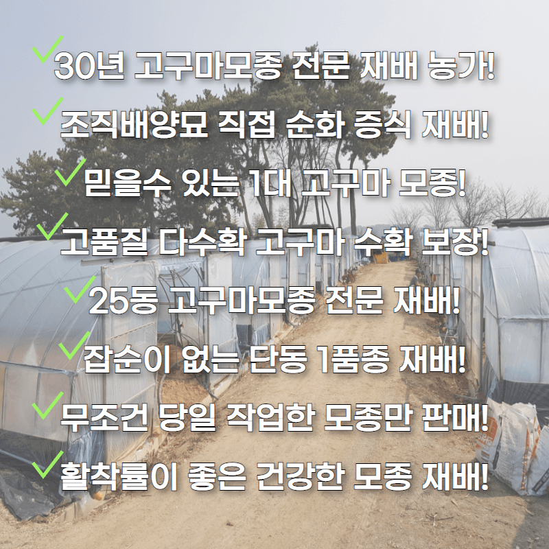 김동수님의 장터 판매 상품 [익산 1대 고구마모종 1단(95~100주)🌱🍠👍] 첨부 사진