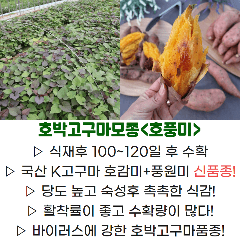 김동수님의 장터 판매 상품 [익산 1대 고구마모종 1단(95~100주)🌱🍠👍] 첨부 사진