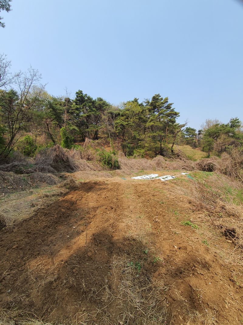 장터 상품 [고사리묘종] 썸네일