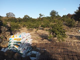 백현득님의 귤 · 제초 작성글 사진