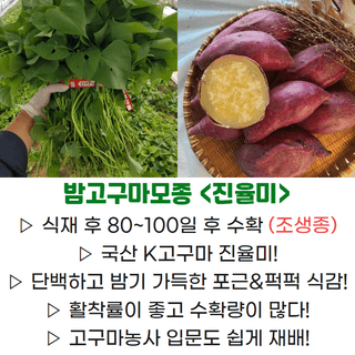 김동수님의 고구마 · 자유게시판 작성글 사진