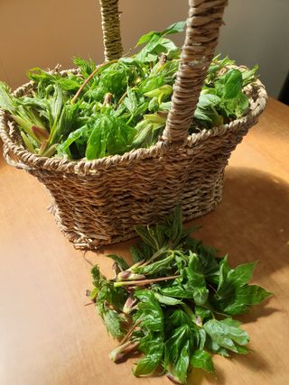 농부아내님의 기타작물 · 자유게시판 작성글 사진