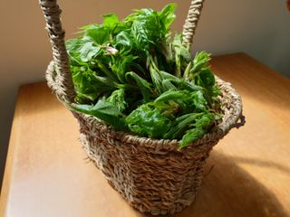 농부아내님의 기타작물 · 자유게시판 작성글 사진