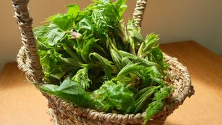 농부아내님의 기타작물 · 자유게시판 작성글 사진