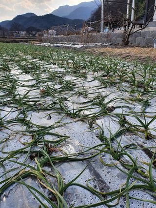 흙놀이님의 마늘 · 병해충상담 작성글 사진