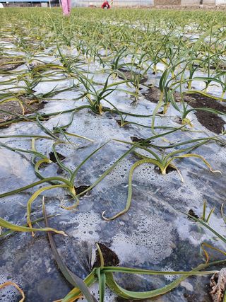흙놀이님의 마늘 · 병해충상담 작성글 사진