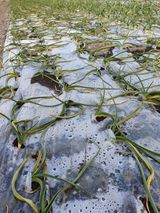 팜모닝 마늘·병해충상담 게시글 이미지