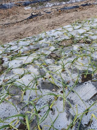 흙놀이님의 마늘 · 병해충상담 작성글 사진