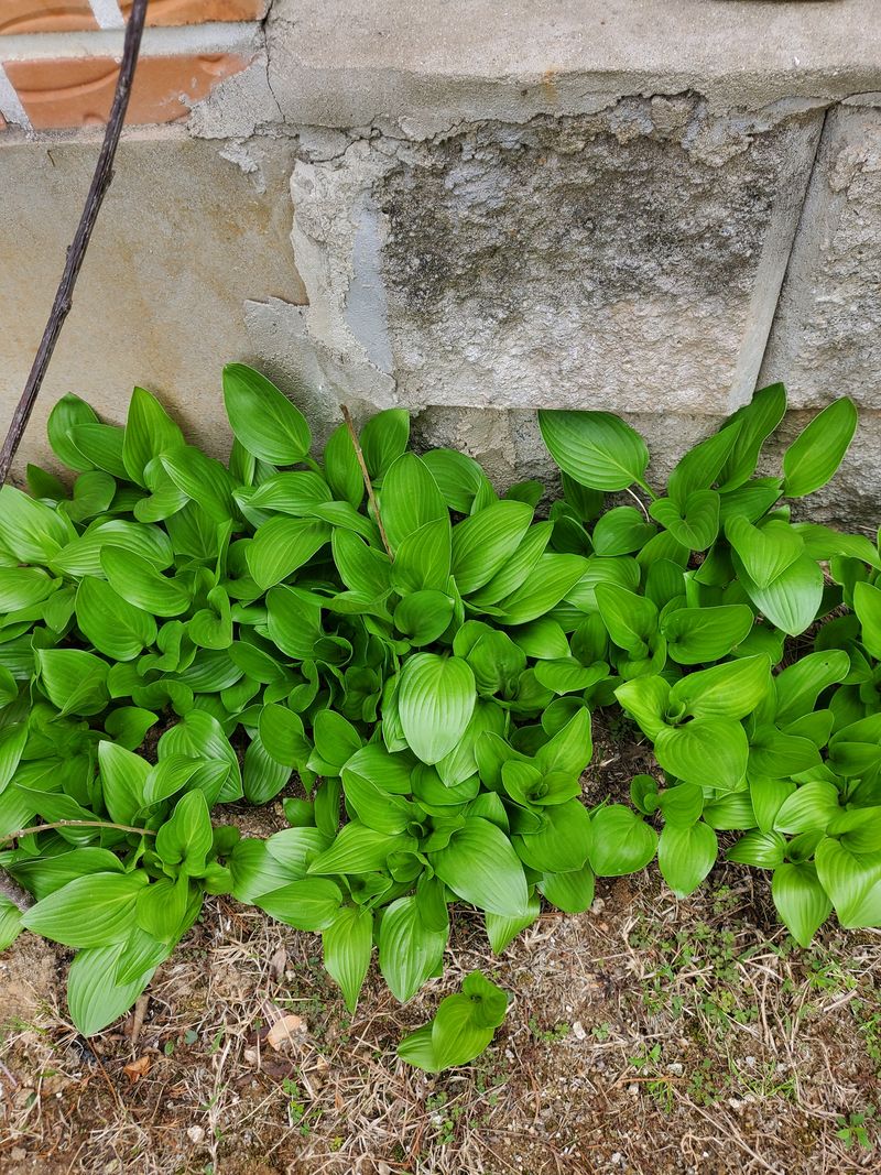 장터 상품 [ 미국제비꽂 무늬둥굴레 등~~15촉이상] 썸네일