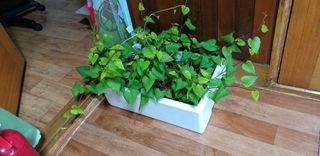 성정관님의 고구마 · 자유게시판 작성글 사진