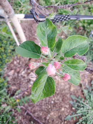 아침엔사과농원님의 작성글 사진