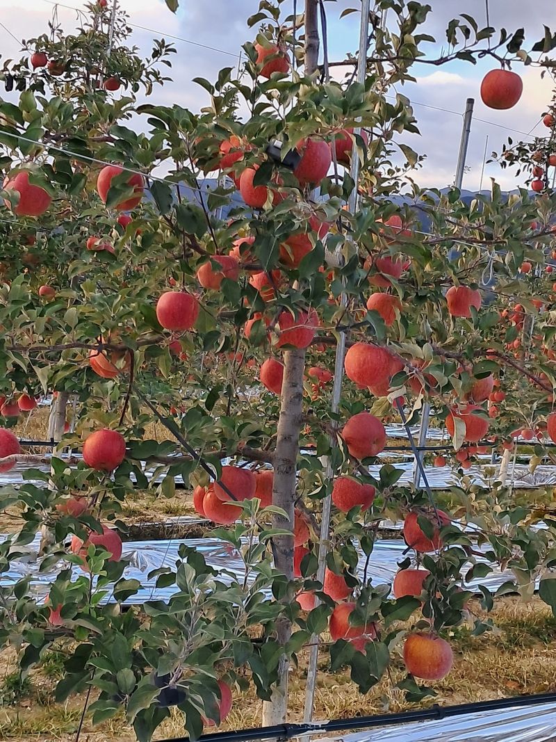 아침엔사과농원님의 장터 판매 상품 [사과즙] 첨부 사진