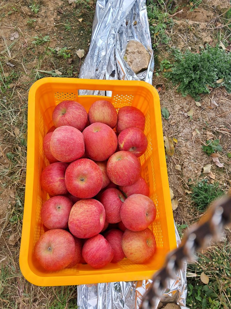 아침엔사과농원님의 장터 판매 상품 [사과즙] 첨부 사진