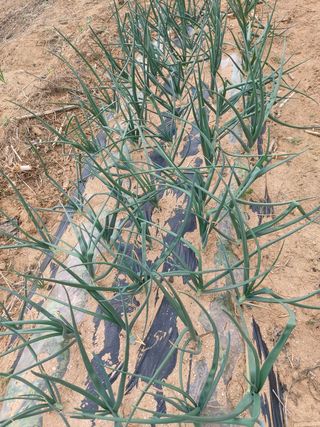 김규현님의 양파 · 자유게시판 작성글 사진