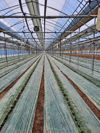 최영관님의 토마토 · 생장기 농작업 작성글 사진