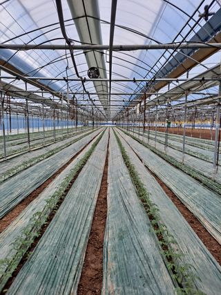 최영관님의 토마토 · 생장기 농작업 작성글 사진