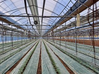 최영관님의 토마토 · 생장기 농작업 작성글 사진