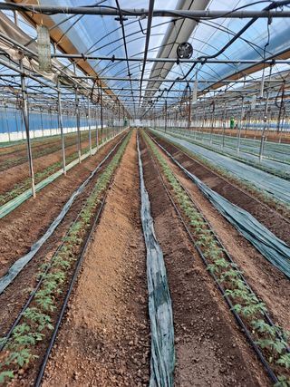 최영관님의 토마토 · 생장기 농작업 작성글 사진