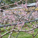 팜모닝 복숭아·자유게시판 게시글 이미지