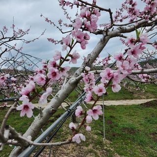 김은경님의 복숭아 · 자유게시판 작성글 사진