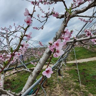 김은경님의 복숭아 · 자유게시판 작성글 사진