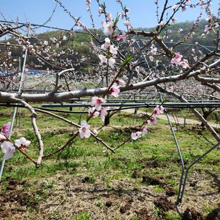 김은경님의 복숭아 · 자유게시판 작성글 사진