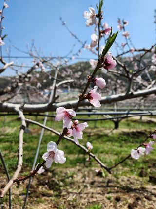 김은경님의 복숭아 · 자유게시판 작성글 사진
