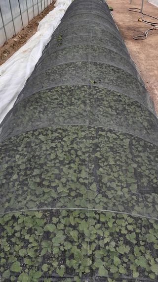 송광만님의 두릅 · 삽목•정식 작성글 사진