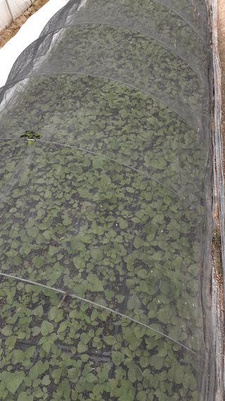 송광만님의 두릅 · 삽목•정식 작성글 사진