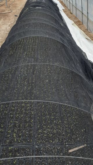 송광만님의 두릅 · 삽목•정식 작성글 사진