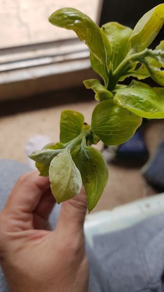 김지연님의 감 · 병해충상담 작성글 사진