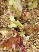 팜모닝 상추·병해충상담 게시글 이미지