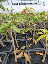 팜모닝 · 게시글 이미지