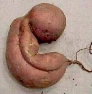 블루베리12300님의 고구마 · 자유게시판 작성글 사진