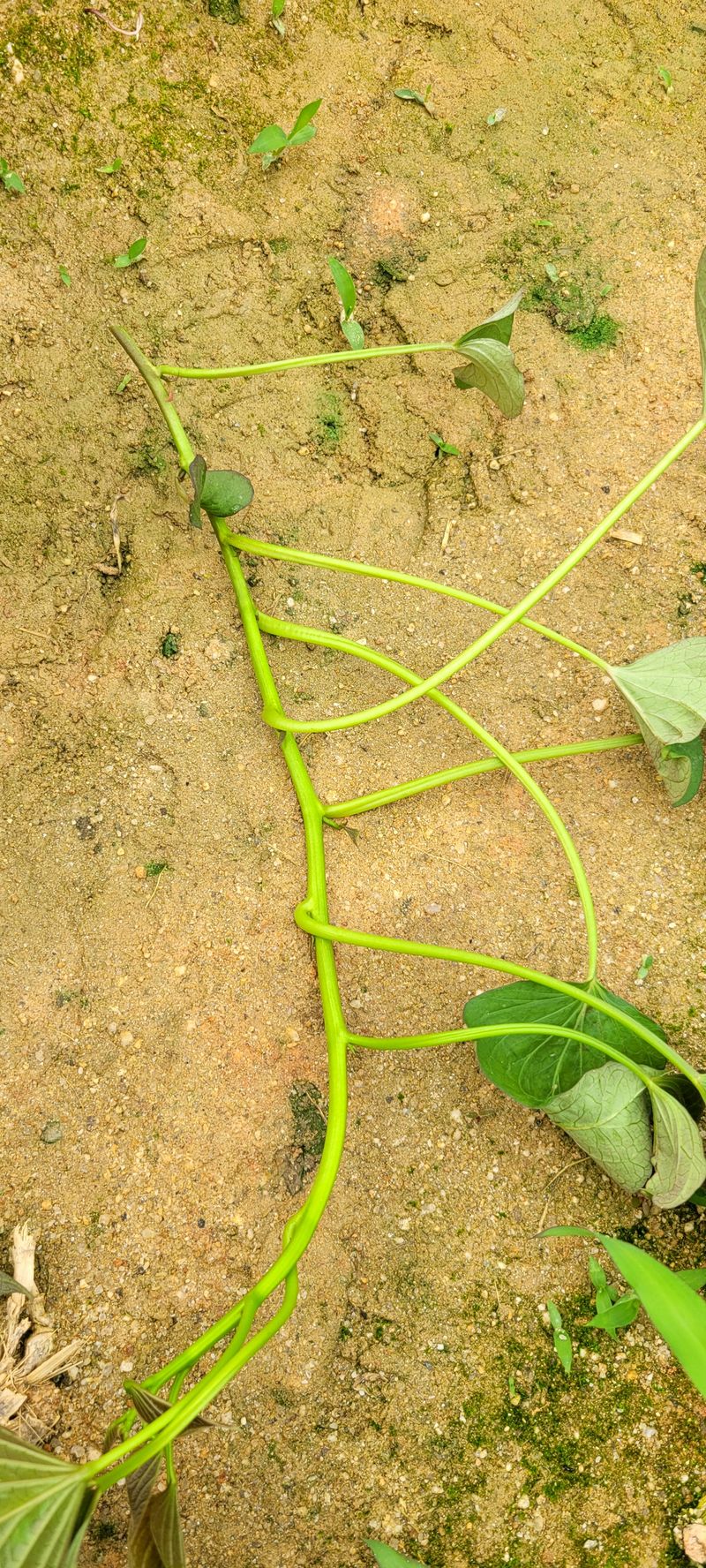 이동훈님의 장터 판매 상품 [고구마종순] 첨부 사진