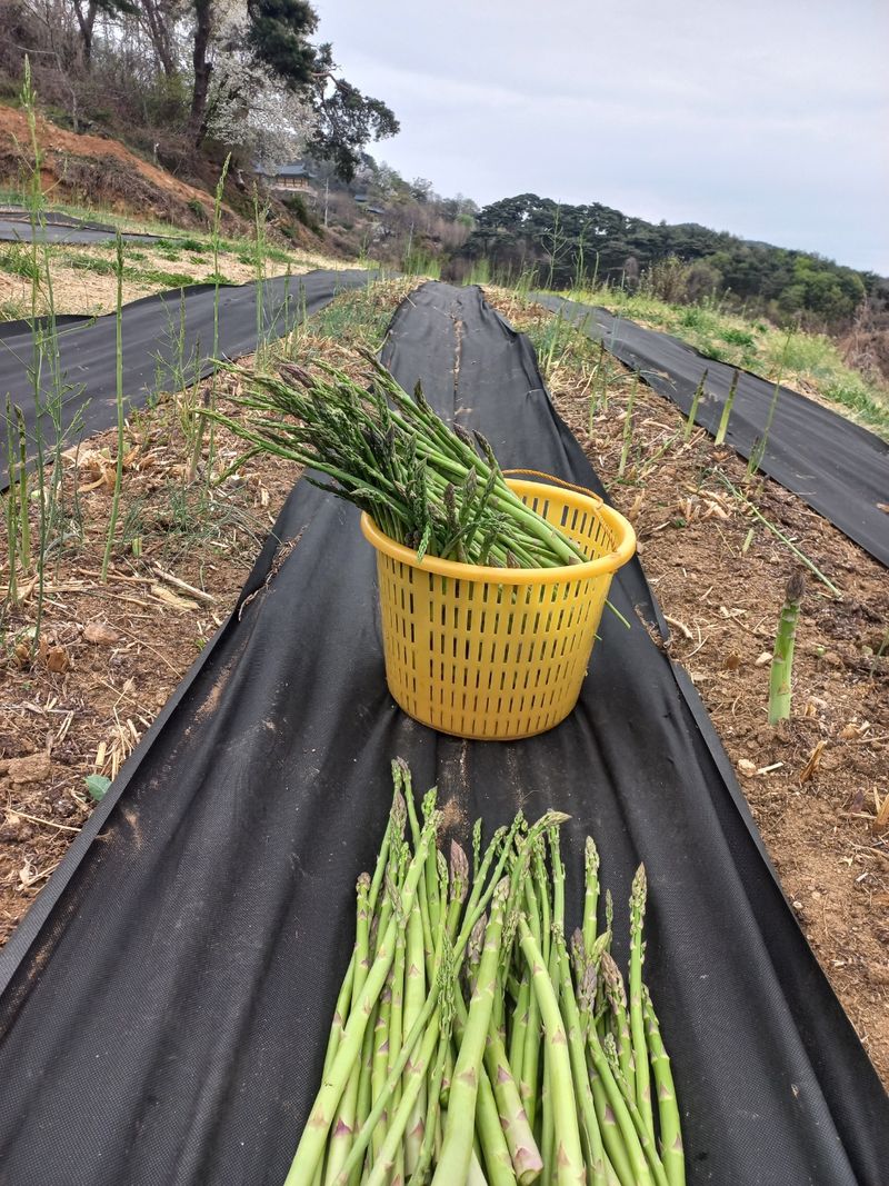 장터 상품 [아스파라거스 ] 썸네일