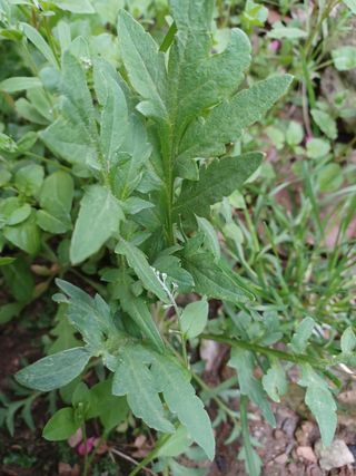 알 수 없음님의 기타작물 · 자유게시판 작성글 사진
