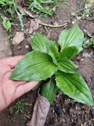 알 수 없음님의 기타작물 · 자유게시판 작성글 사진