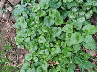 알 수 없음님의 기타작물 · 자유게시판 작성글 사진