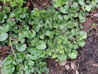 알 수 없음님의 기타작물 · 자유게시판 작성글 사진