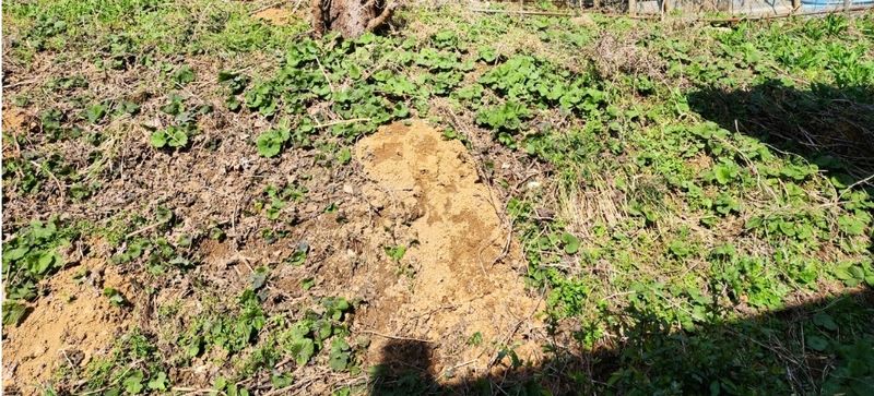 장터 상품 [머위종근] 썸네일