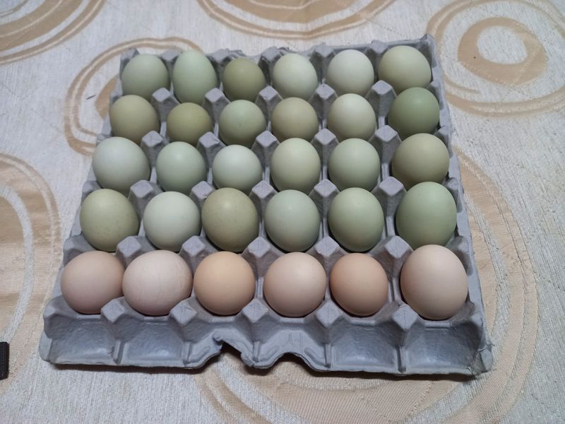 장터 상품 [청계란 판매(홈프러스보다 저렴하고 건강한)] 썸네일