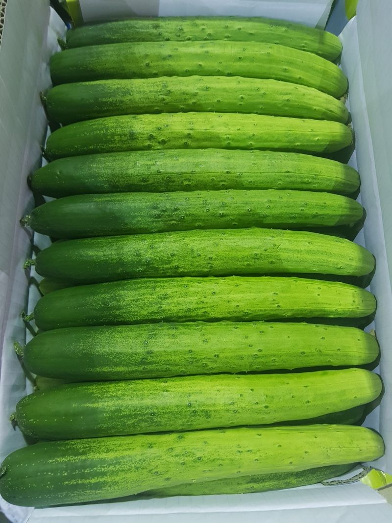 바이오진담 ㅡ새싹삼님의 장터 판매 상품 [오이 상30개 21900원] 첨부 사진