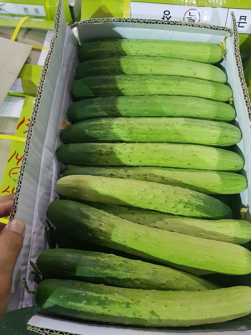 바이오진담 ㅡ새싹삼님의 장터 판매 상품 [오이 상30개 21900원] 첨부 사진