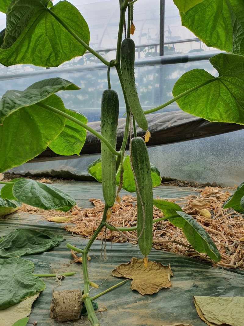 바이오진담 ㅡ새싹삼님의 장터 판매 상품 [오이 상30개 21900원] 첨부 사진