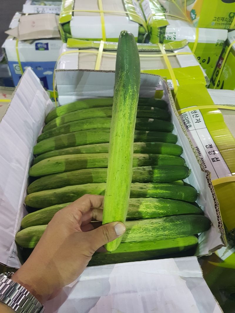 바이오진담 ㅡ새싹삼님의 장터 판매 상품 [오이 상30개 21900원] 첨부 사진