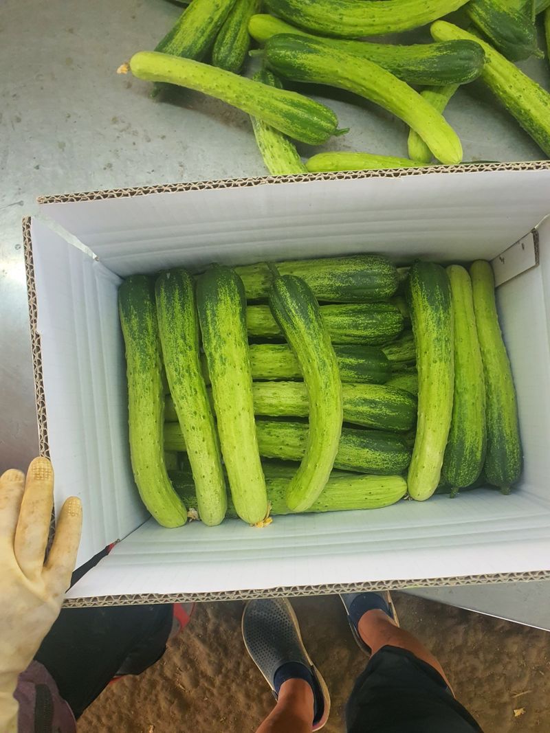 바이오진담 ㅡ새싹삼님의 장터 판매 상품 [오이 상30개 21900원] 첨부 사진