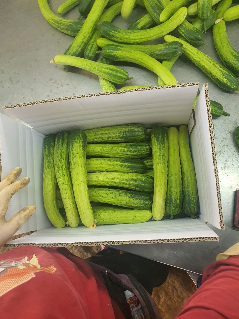 바이오진담 ㅡ새싹삼님의 장터 판매 상품 [오이 상30개 21900원] 첨부 사진