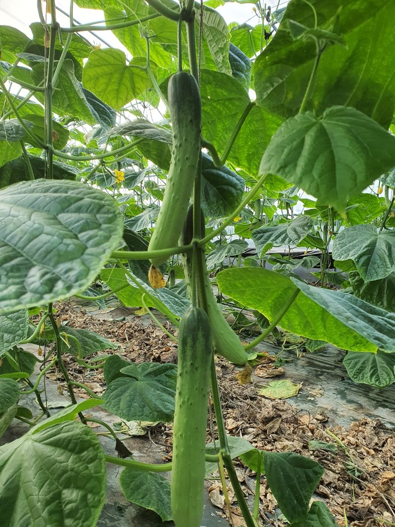 바이오진담 ㅡ새싹삼님의 장터 판매 상품 [오이 상30개 21900원] 첨부 사진