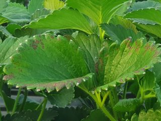 송림2리이장님의 기타작물 · 병해충상담 작성글 사진